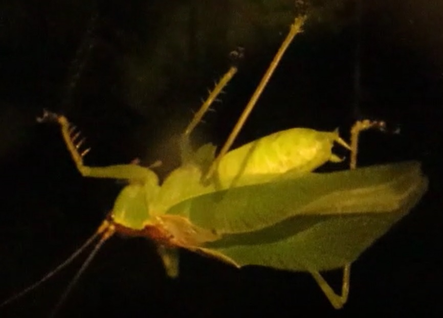 昆虫バカセ-研究室_ウマオイの飼育ケージ内_ウマオイの♂-演奏_2021年9月24日18時2頃_室温28度