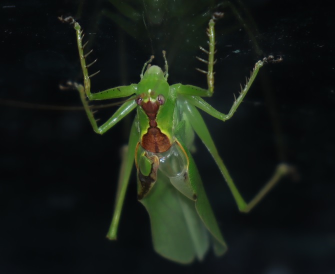 昆虫バカセ-研究室_ウマオイの飼育ケージ内_ウマオイの♂-鳴くようで鳴かない_2021年9月21日19時30分_室温25度