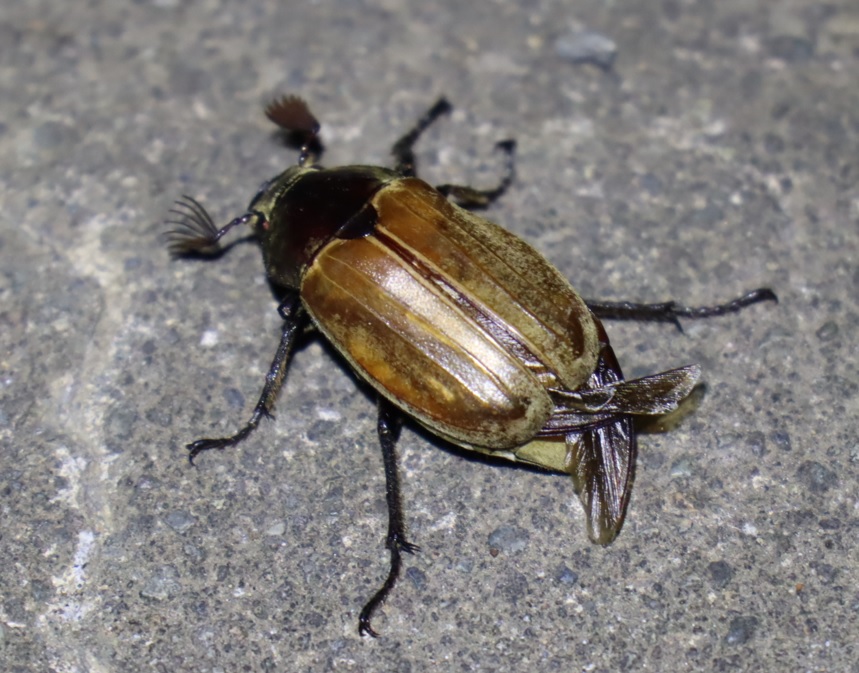 昆虫バカセフィールド_ライトウォッチング_コフキコガネ_2022年7月30日20時15分気温28度