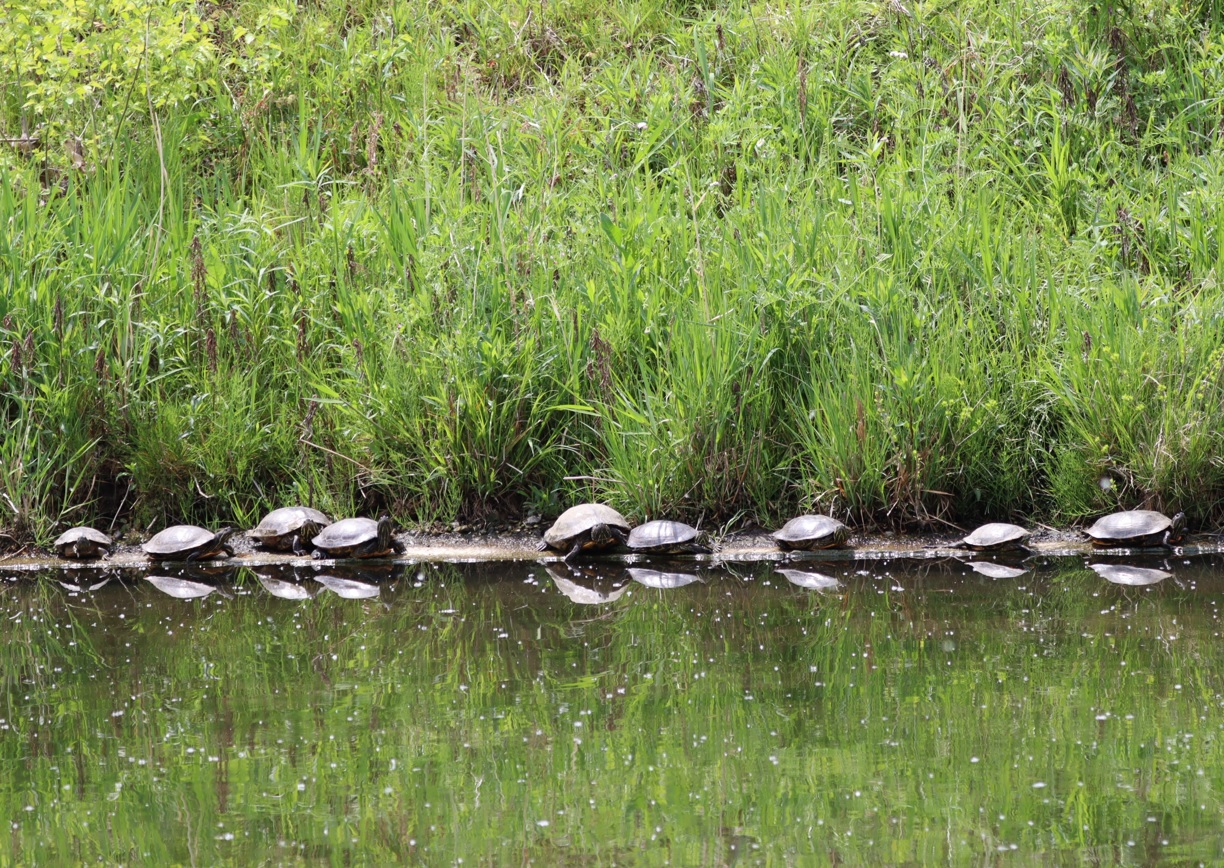 昆虫バカセフィールド_池の中島の縁で日向ぼっこするミシシッピーアカミミガメ_2022年4月21日11時20分頃