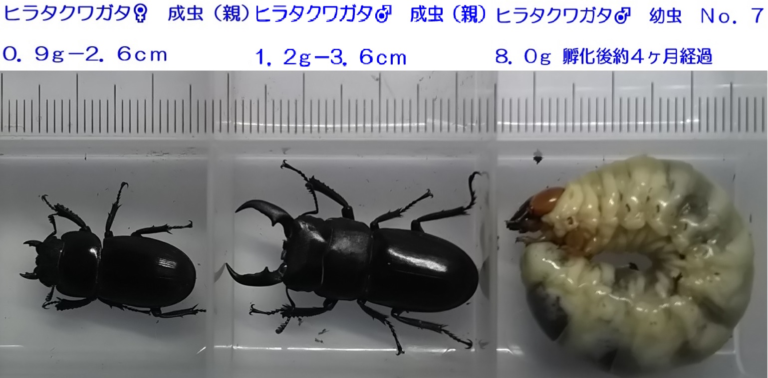 昆虫バカセフィールドで採取したヒラタクワガタ成虫（両親）とその息子_2021年12月13日