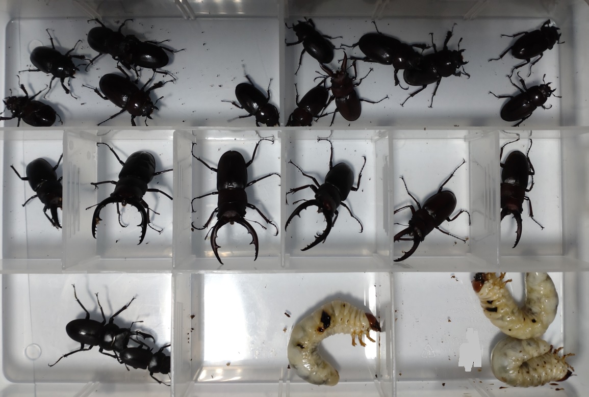 昆虫バカセ実験室で_活動し始めた２０２２年夏から秋に羽化したノコギリ、コクワガタ成虫達と一部２０２１年夏から秋に羽化したノコギリクワガタの幼虫達