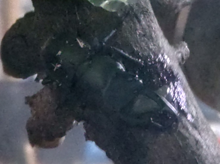 昆虫バカセ研究室_樹液に吸い付くコクワガタの雄（拡大）_2022年3月23日_18時頃_室温16度