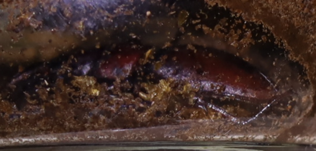 昆虫バカセ研究室_蛹室で来春を待つノコギリクワガタ（中歯型）♂_2021年10月18日