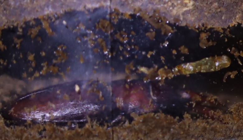 昆虫バカセ研究室_蛹室で来春を待つノコギリクワガタ（小歯型）♂_2021年10月18日