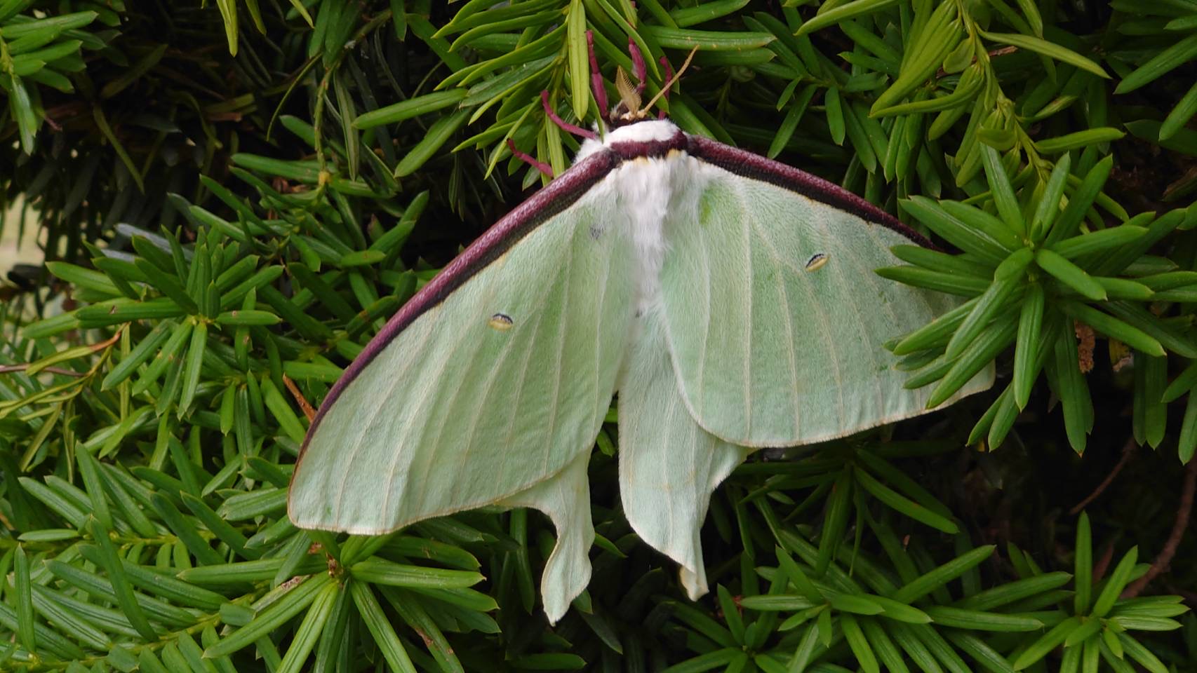 月の女神（オオミズアオ）_群馬県甘楽郡甘楽町_2022年5月