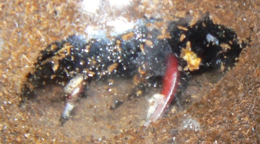 朽ち木マットビン_ノコギリクワガタ♂羽化_2021年5月10日