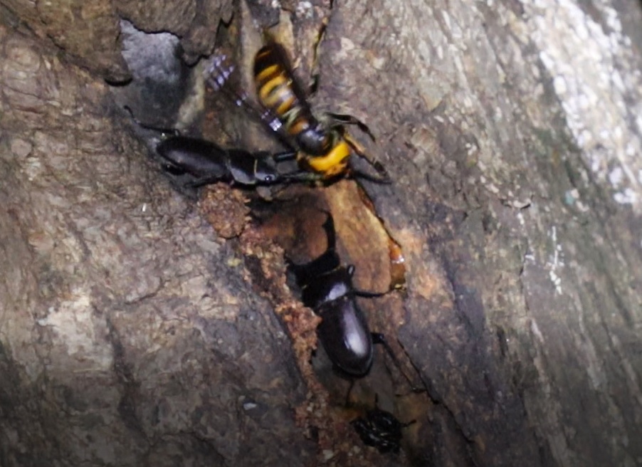 枝先のやなぎ_オオスズメバチとコクワガタ2♂の攻防、ボクトウガの幼虫が覗いていた_2021年9月10日19時5分頃_気温25度