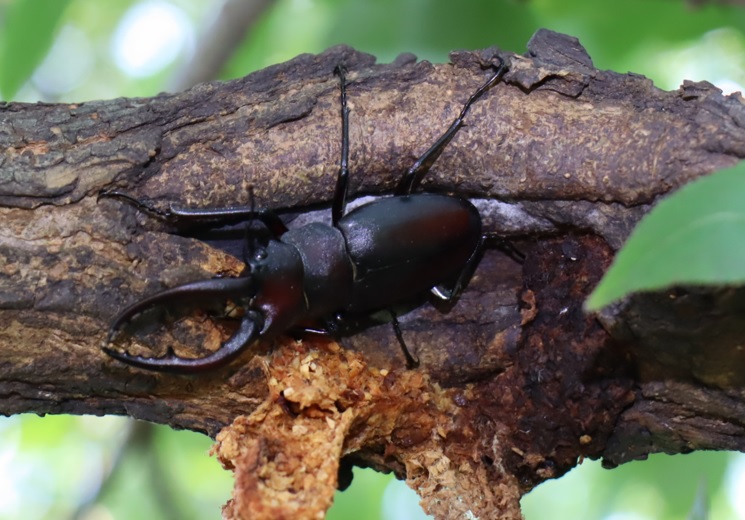 枝先のやなぎ_ノコギリクワガタ♂_2021年9月10日12時50分_気温31度
