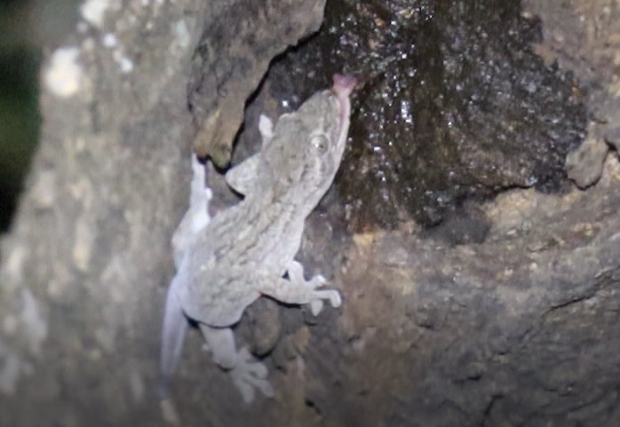 枝先のやなぎ_樹液をペロペロ舐めるヤモリ_2021年9月10日19時5分頃_気温25度