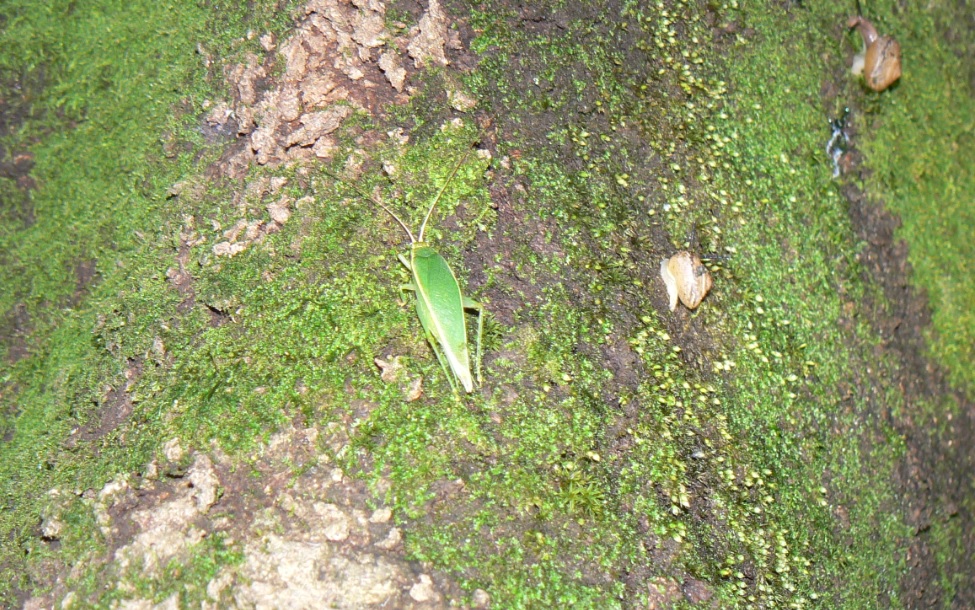 桜の木を上るアオマツムシの雌_2020年10月11日18時