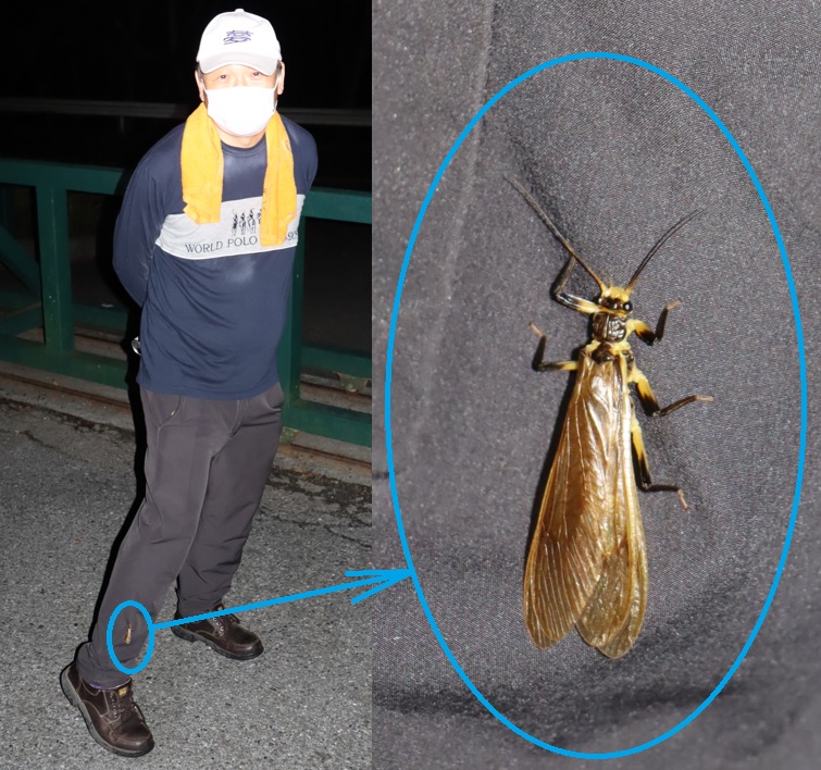 標高600mm程の峠道沿い_クルマのヘッドライトに飛んできたオオヤマカゲロウ_2021年8月3日20時30分_気温25度