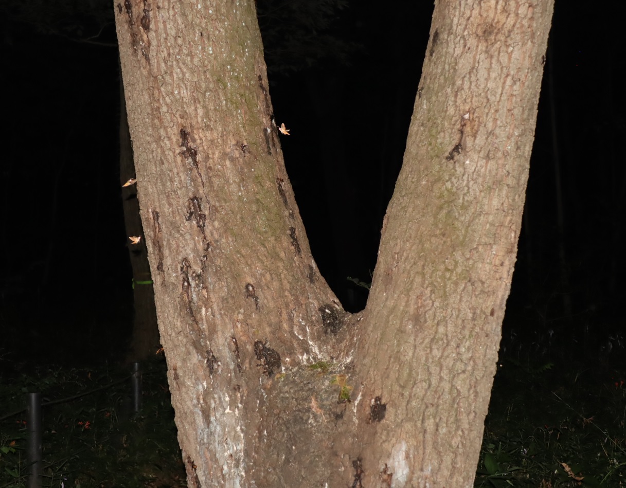 樹液が一番匂っていたクヌギ_緑地A_2022年8月20日19時20分気温28度