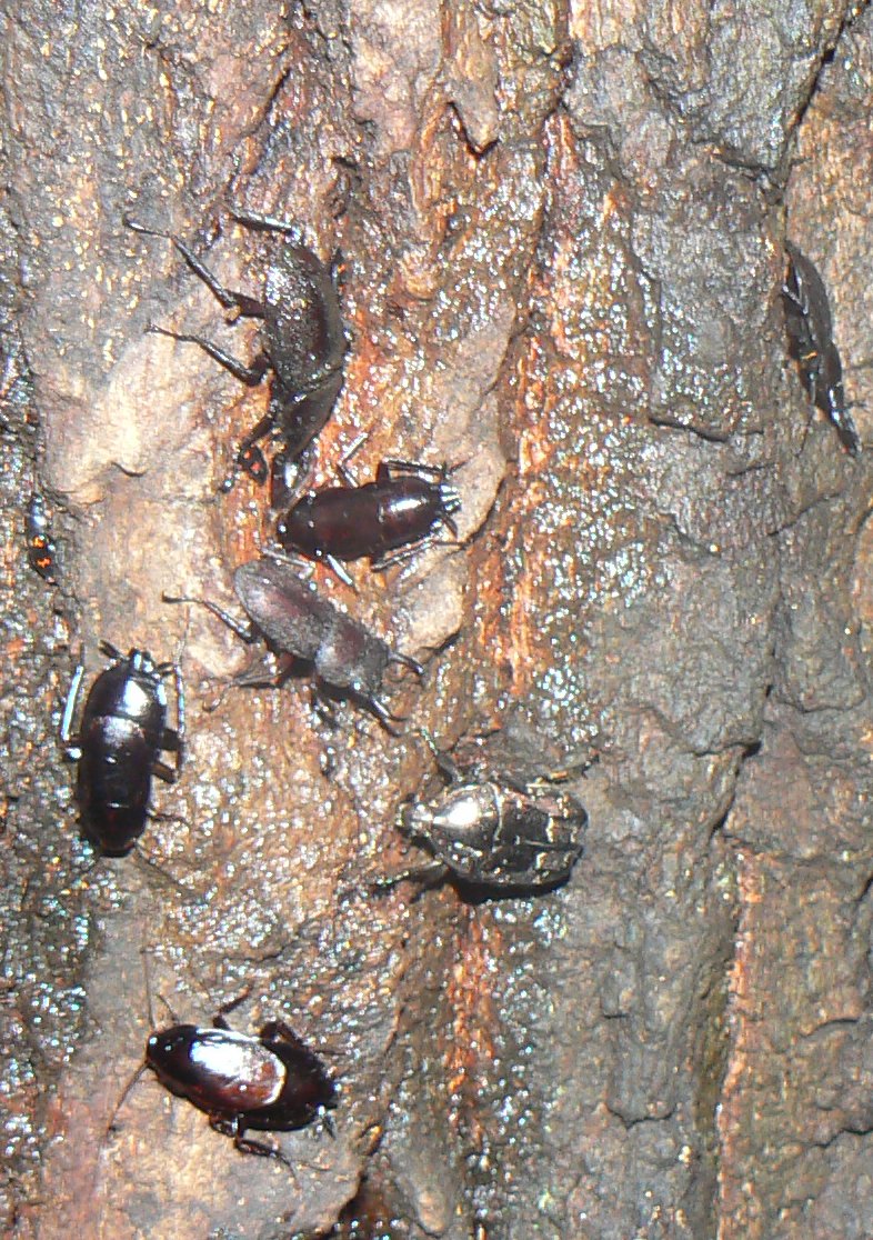 樹液に集うその他のレギュラーメンバー_200724