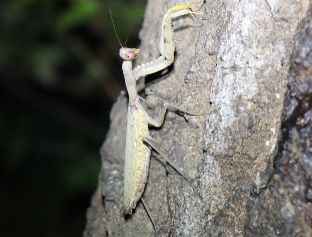 緑褐色のハラビロカマキリ♀-No3のクヌギ_中学校裏の林_2022年10月4日19時気温26度