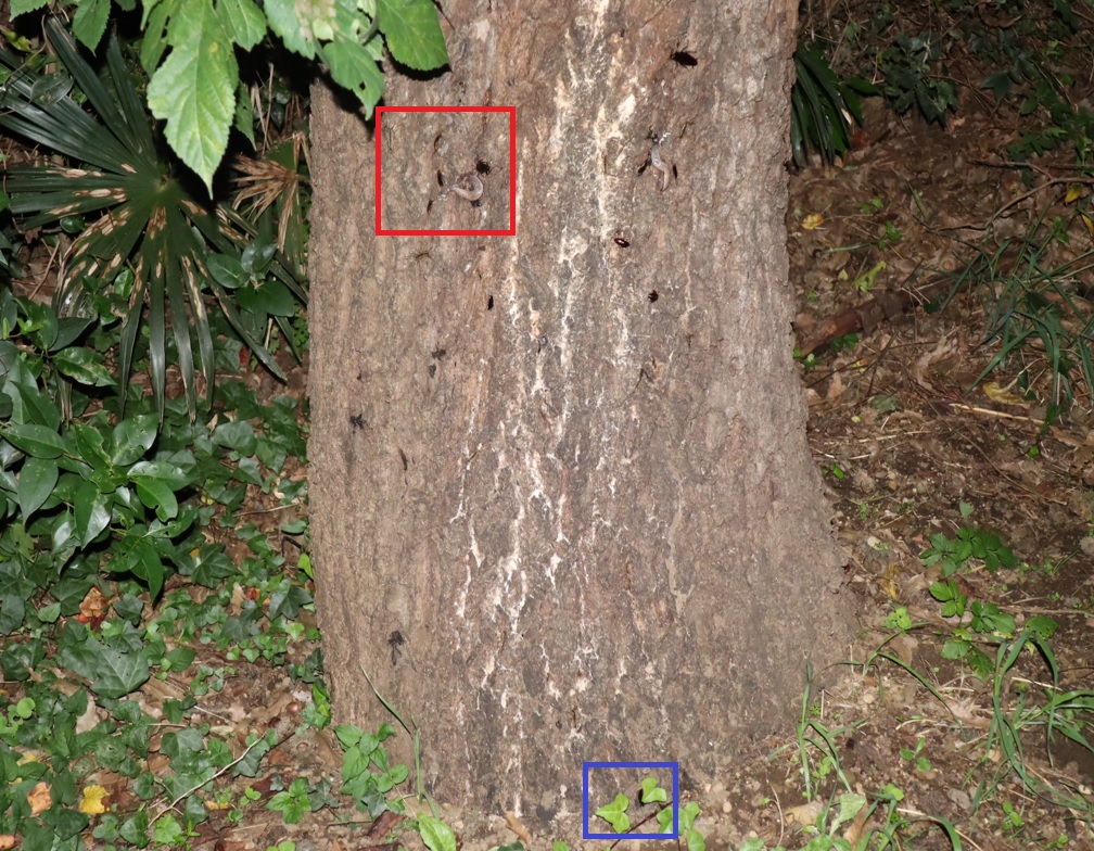 群がる昆虫_団地前のクヌギ_2022年10月21日19時55分気温17度