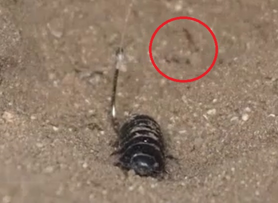 自宅の濡れ縁の下に出来たアリ地獄の鬼_2022年7月6日16時頃気温29度