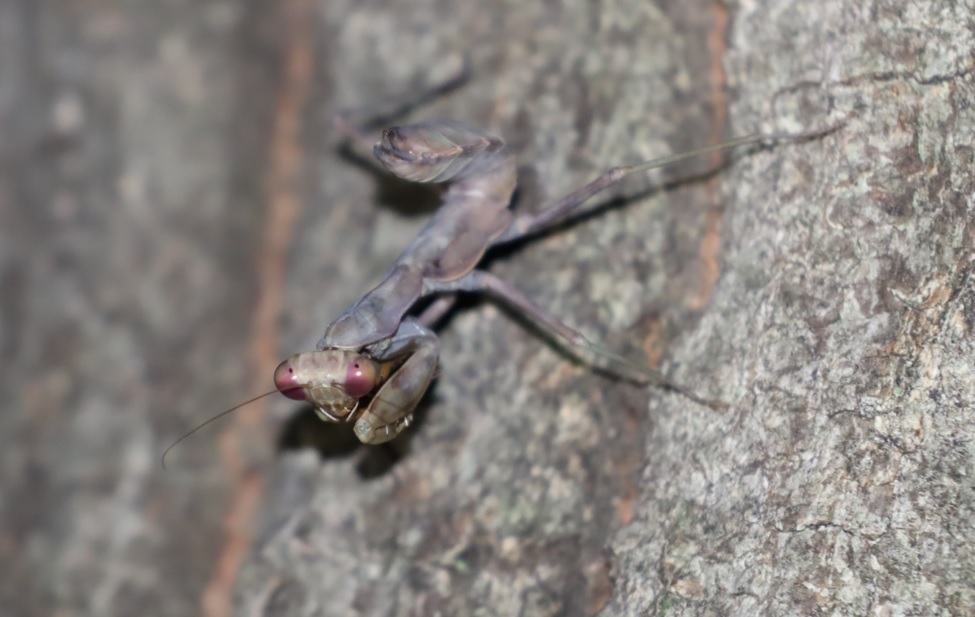 褐色のハラビロカマキリの幼虫－クヌギの幹で獲物を狙う_中学校裏の林_2022年8月23日19時45分気温30度