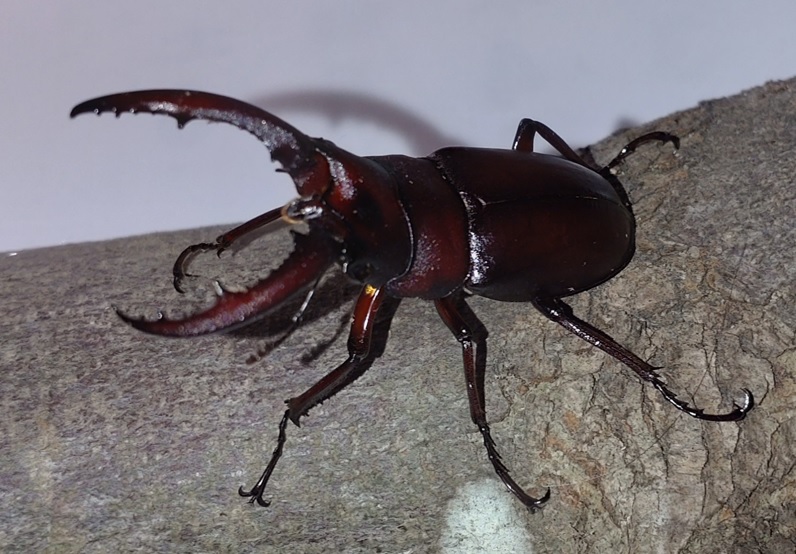 越冬中2月上旬の蛹室から出したノコギリクワガタ♂_2022年2月5日