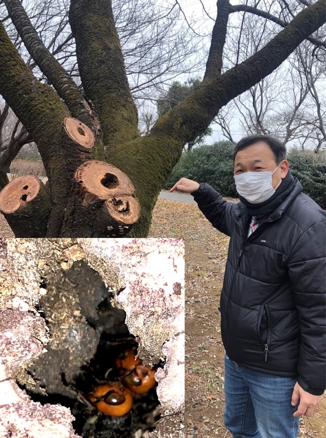 越冬中のオオスズメバチ女王を発見したＩ博士_小山内裏公園_２０２２年１月２２日