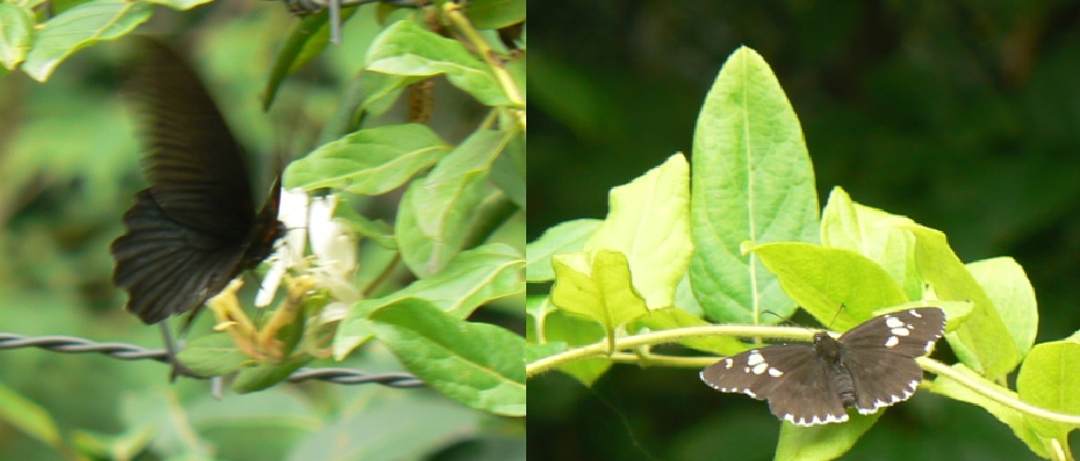 道路沿いのスイカズラ_クロアゲハとダイミョウセセリ_2021年5月20日13時30分
