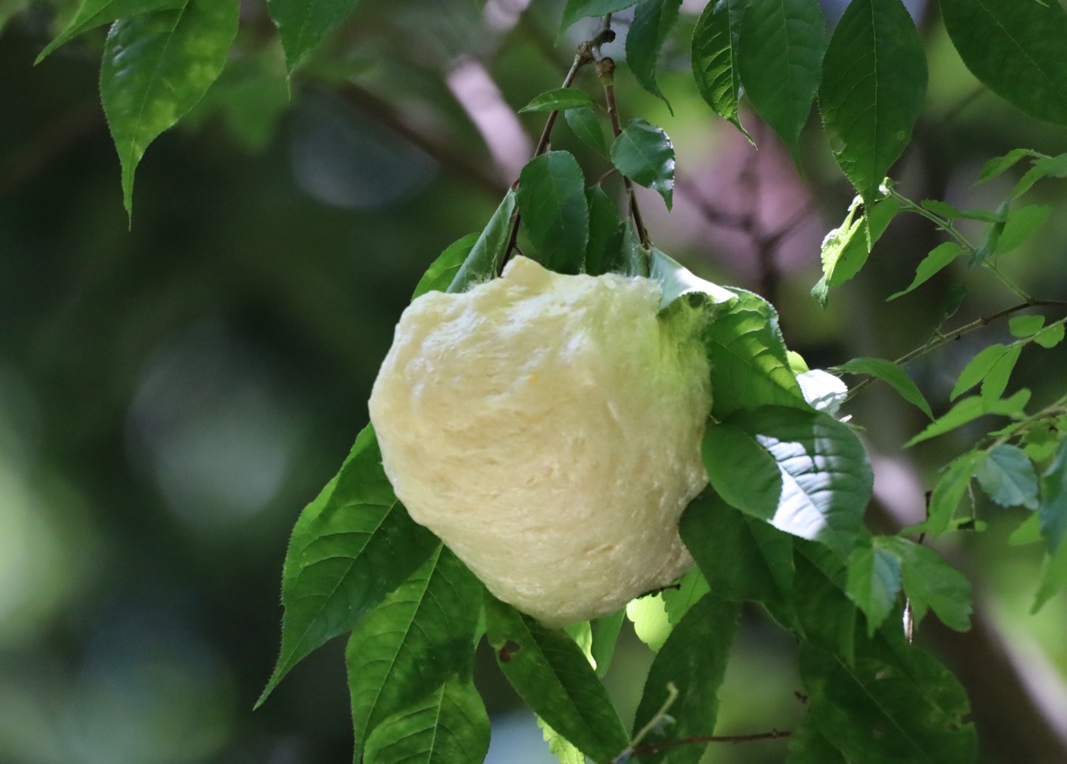 里山H_山際の水溜まり_樹上のモリアオガエルの卵塊1_2022年6月1３日１２時５分頃気温2５度