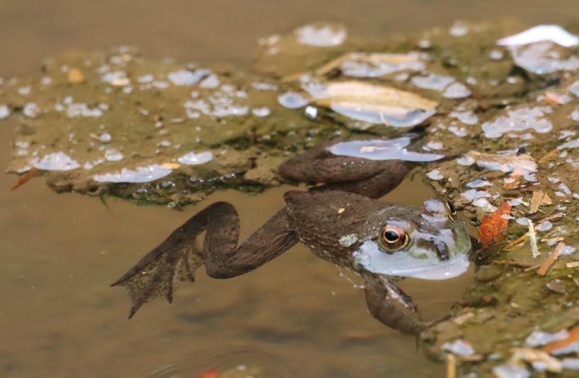 里山Sの湿地の水溜まり_浮かぶ若いウシガエルと姿は見えないが合唱するシュレーゲルアオガエル_2022年4月21日14時頃