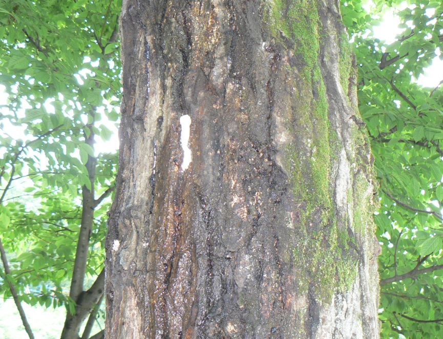 里山のコナラ_湧き出す樹液_2021年5月20日11時30分