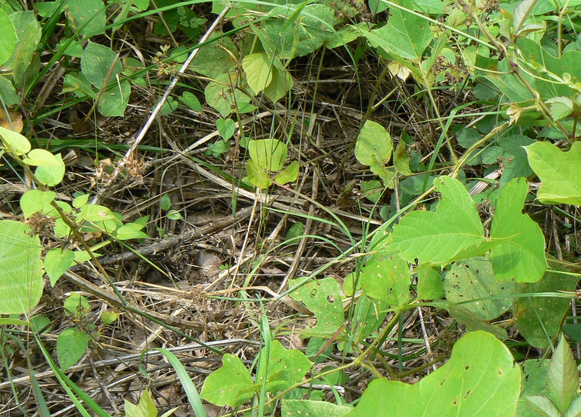 里山の日当たりの良い原っぱ_鳴けでも姿の見えないキリギリス_よく見れば2匹(問い)_2021年6月25日10時10分頃