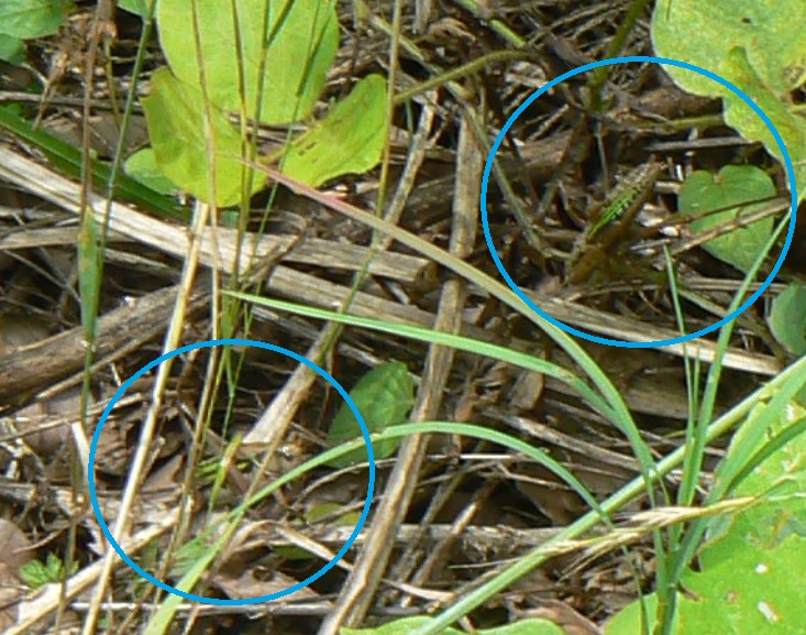 里山の日当たりの良い原っぱ_鳴けでも姿の見えないキリギリス_よく見れば2匹居る(答え)_2021年6月25日10時10分頃