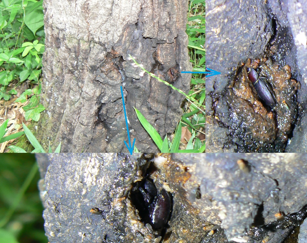 里山の昼のクヌギ_よく見ると、コクワガタが3匹_2021年6月25日10時30分頃