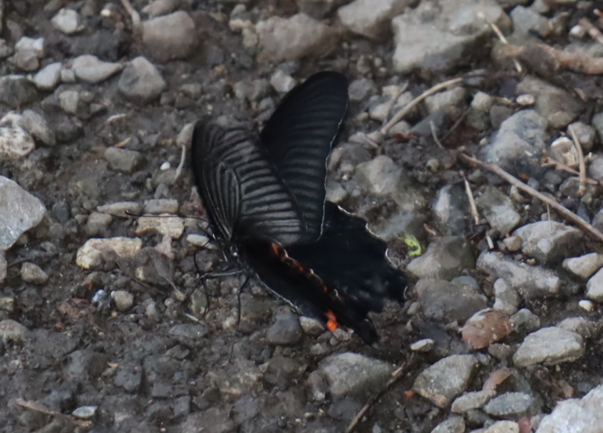 里山Ｎ_地面で水分を補給するカラスアゲハ_2022年6月24日18時10分気温29度