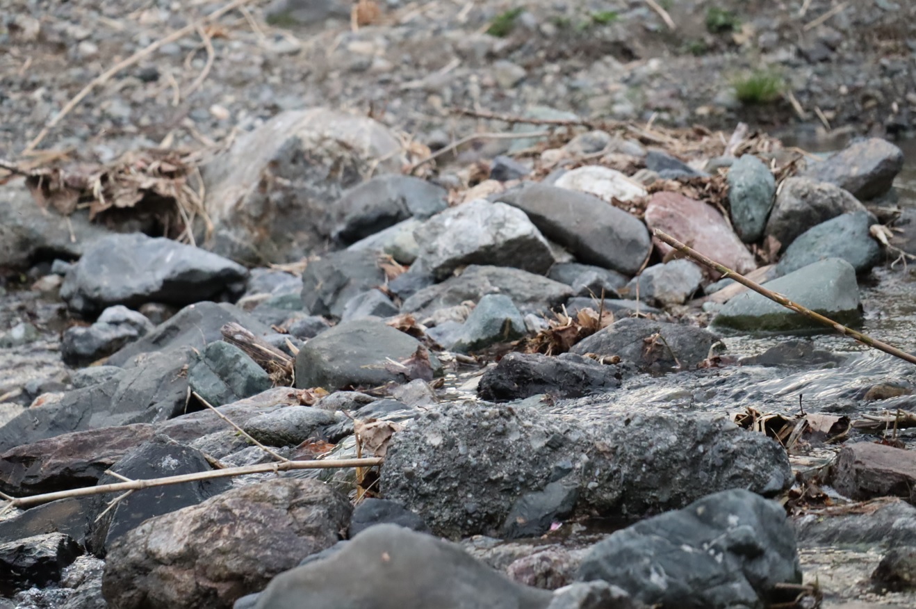 里山Ｏ_カジカガエルが鳴くＹ川_2022年4月13日1７時頃