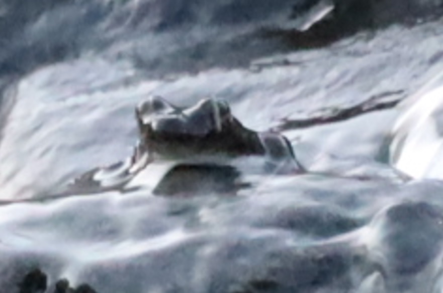 里山ＯＹ川_ついに歌姫カジカガエルを捉えた_2022年4月22日18時30分頃