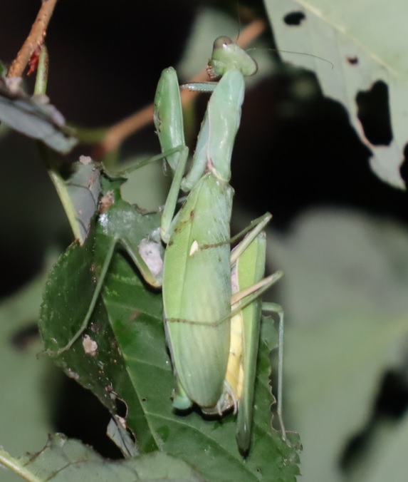 頭部と胸部を食べられた♂と交尾するハラビロカマキリ♀(拡大)-No.3クヌギ_中学校裏の林_2022年9月13日20時30分頃気温30度