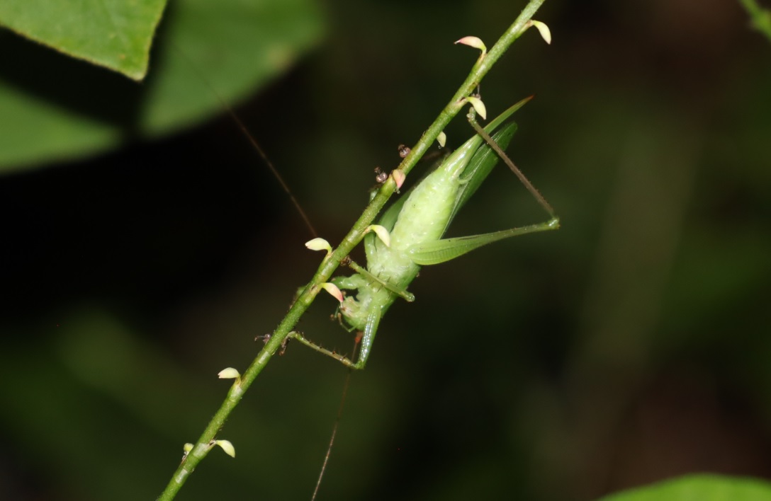食事中のウマオイ♀_クツワムシの森_2022年9月9日20時30分頃気温26度