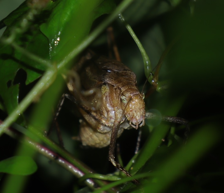 鳴いている褐色型のクツワムシ♂(2)_2021年9月3日19時32分気温20度小雨