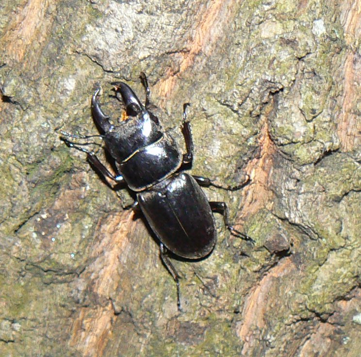 ２番目のクヌギ-ヒラタクワガタ_2007201920
