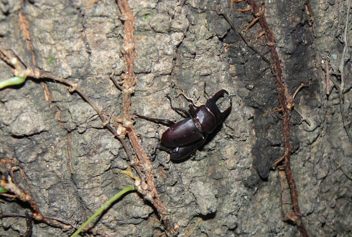 ２番目のクヌギの下正面_コクワガタのペア__200902