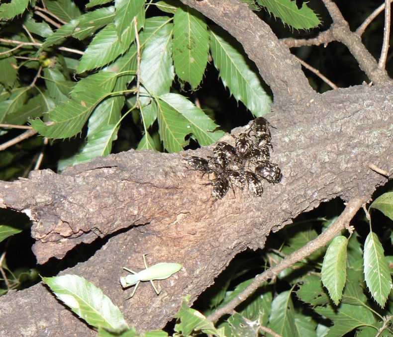 ２番目のクヌギの枝先_シラホシの集団_200820