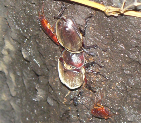 ２番目のクヌギの根元_カブトムシ2♀_2021年7月12日19時40分_気温28度