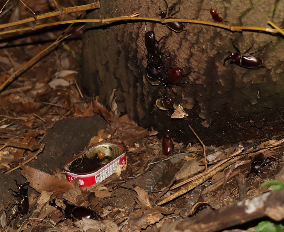 ２番目のクヌギの根元_カブトムシ7♂5♀_2021年7月17日19時55分_気温28度