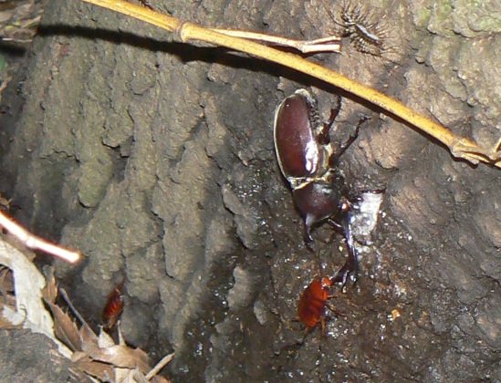 ２番目のクヌギの根元_カブトムシ♂_2021年7月13日19時45分_気温26度