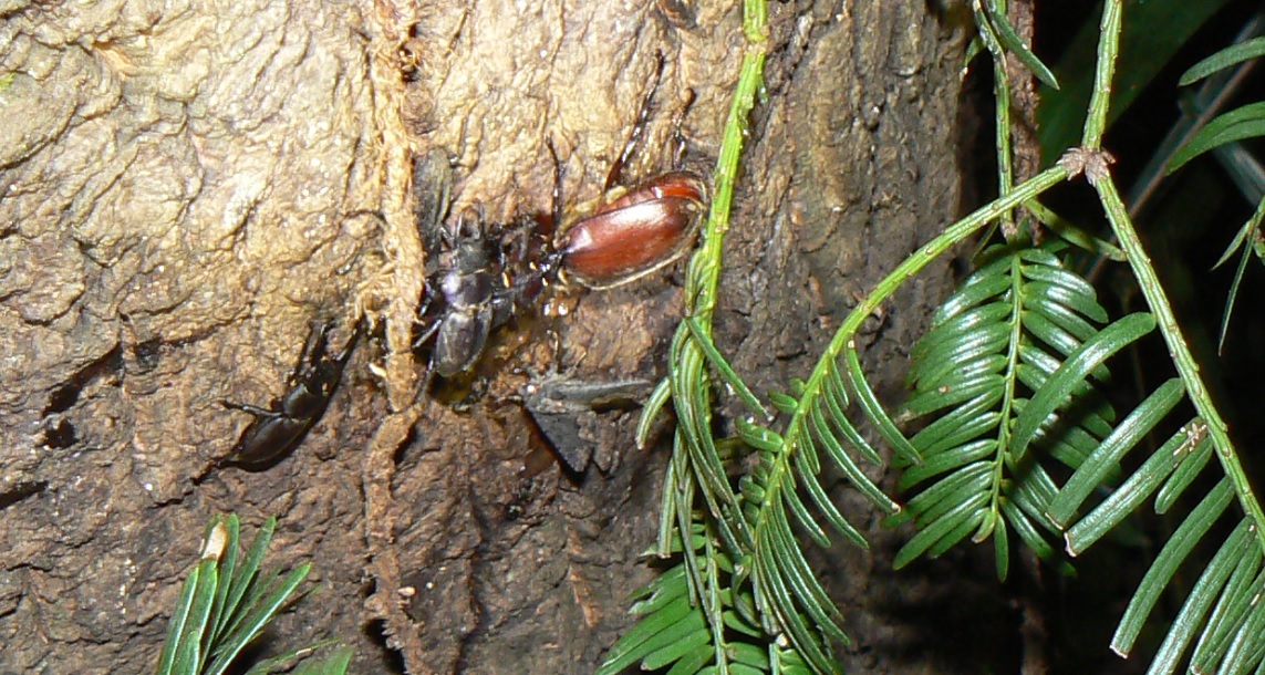 ２番目のクヌギの根元_カブト虫やボクトウガ_200820