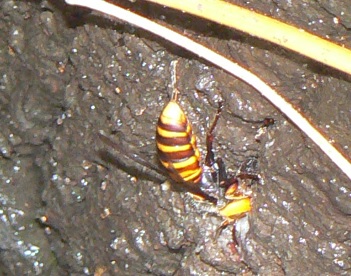 ２番目のクヌギの根元_キイロスズメバチ_2021年7月11日14時30分_気温33度