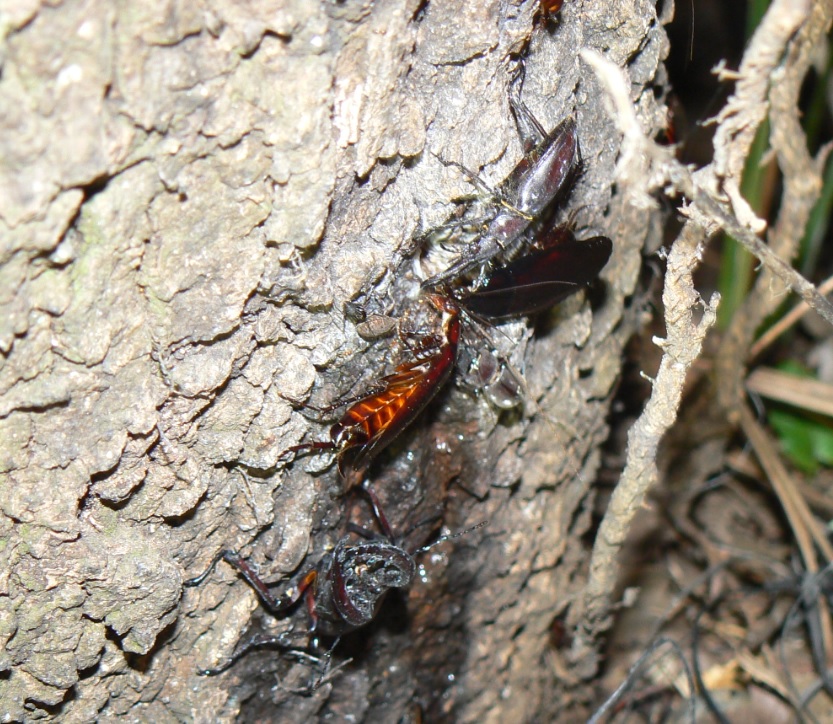 ２番目のクヌギの根元_ノコギリクワガタ2雄とコクワガタ雌_200918_18-55