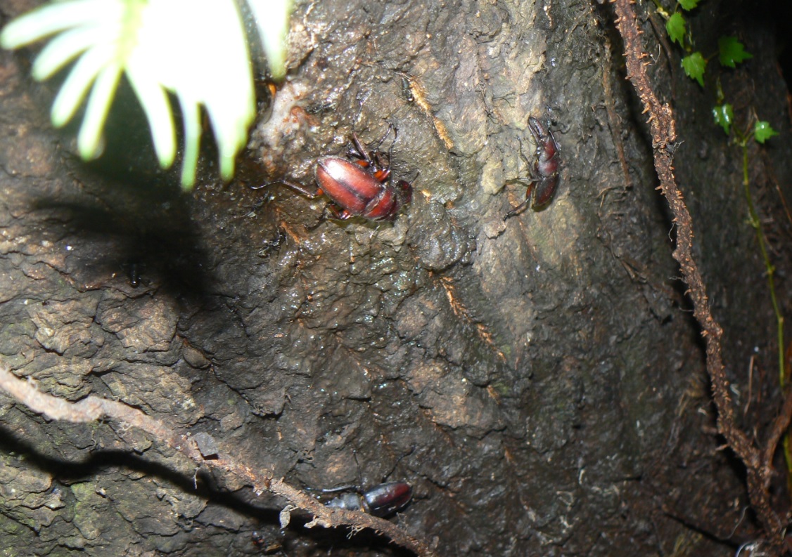 ２番目のクヌギの根元_ノコギリクワガタ__200905