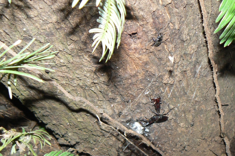 ２番目のクヌギの根元_ノコギリクワガタとコクワガタ_200914