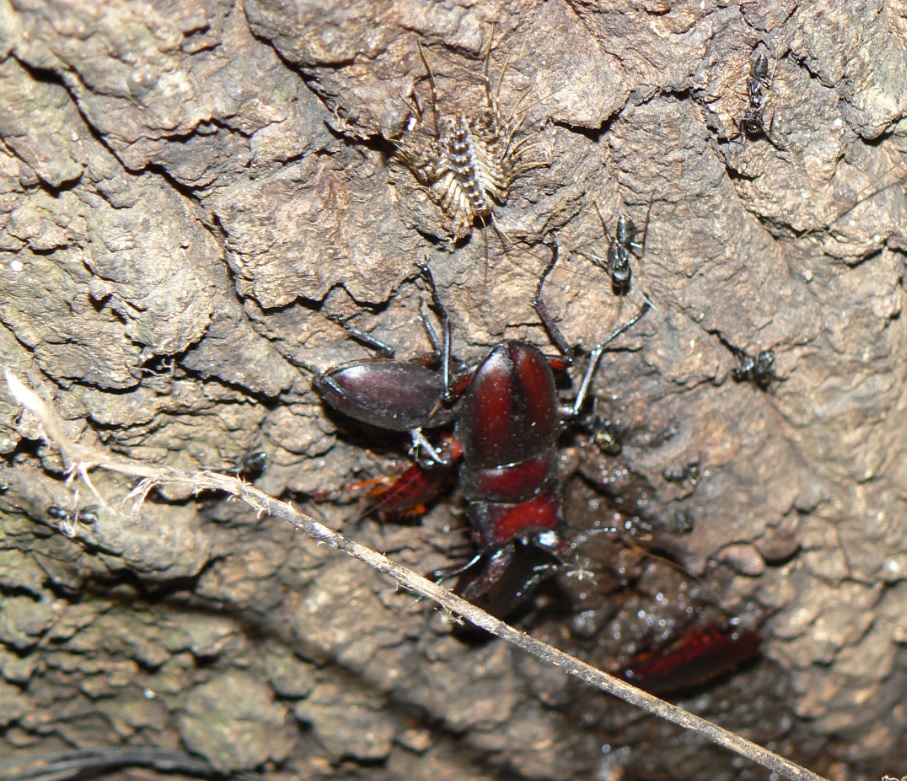 ２番目のクヌギの根元_ノコギリクワガタのペアとオオゲジ_200910