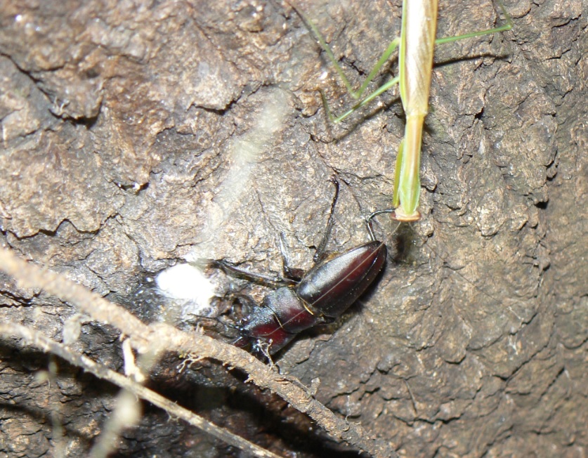 ２番目のクヌギの根元_ノコギリクワガタの雄とオオカマキリの雄_200917_18-55